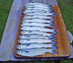 Mullet are an incredibly versatile fish – great to eat and great to fish with.
